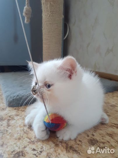 Котик, 2мес,экзот