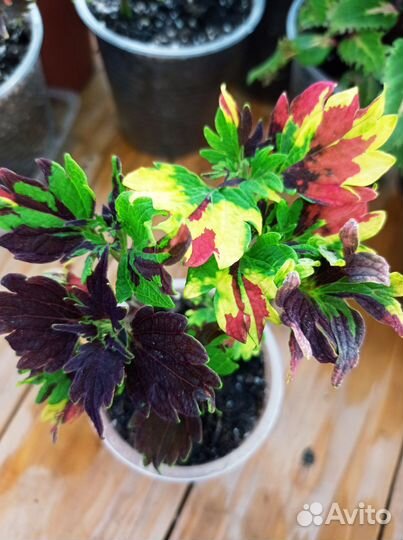 Колеусы сортовые