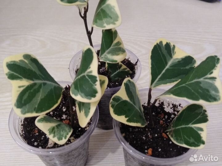 Фикус триангулярис