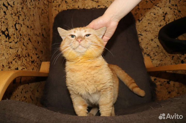 Рыжий пирожок в добрые руки