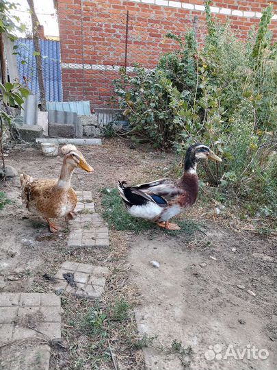 Утки хохлатые