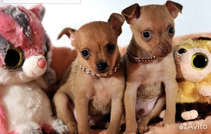 Мини той-терьер щенки