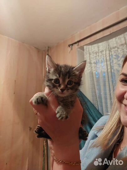 Бронь до 28.05 Кошка в дар