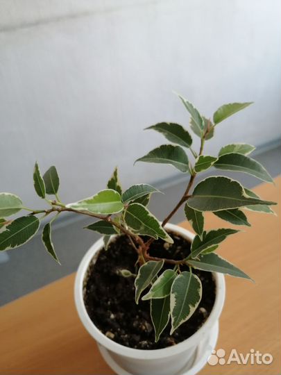 Фикусы бенджамина Регидан и Нина