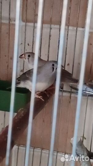 Зебровые амадины