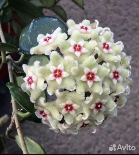 Хойя Матильда