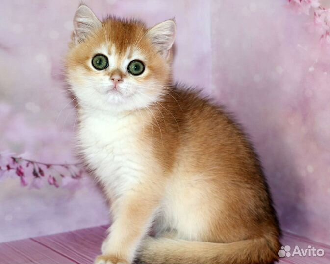 Котята золотые британские шиншиллы