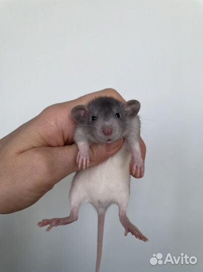 Крысята из питомника