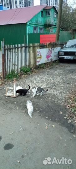 Котята в добрые руки