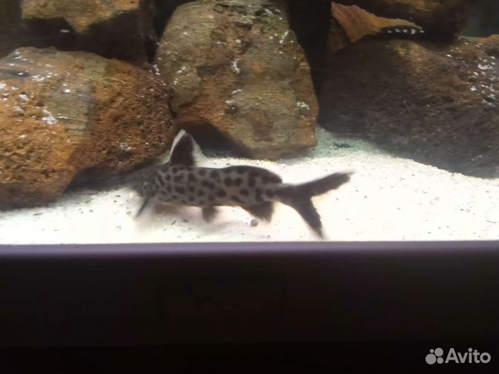 Анциструс. Гуппи. Танганьика. Корм Sera. Гриндаль