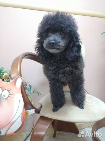 Пудели Шьен партиколор Той и миниатюрный