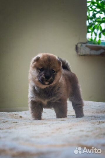 Щенки сиба ину