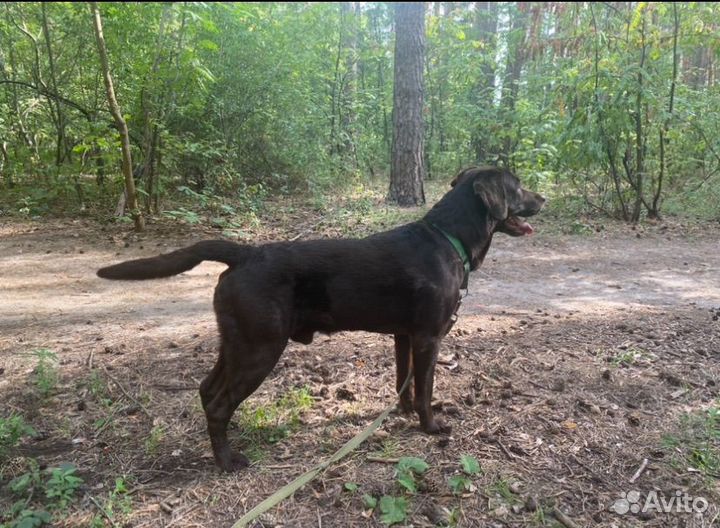 Вязка лабрадор