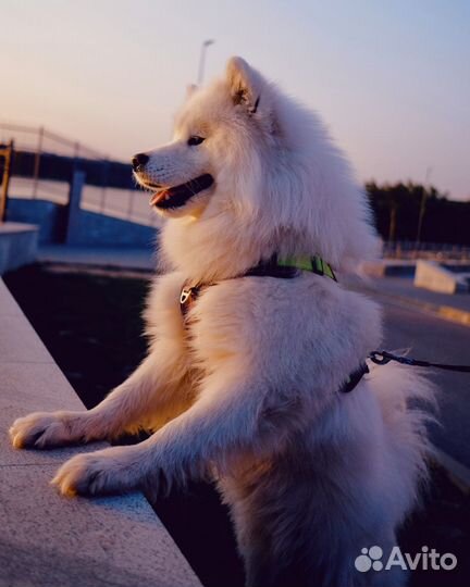 Собака в аренду Самоед