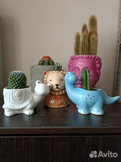 Суккуленты кашпо кактусы флорариум