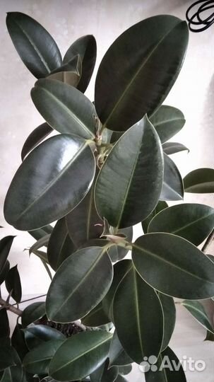 Фикус каучуконосный эластика большой
