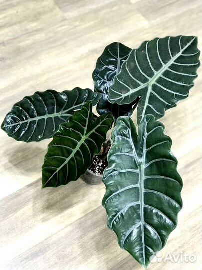 Алоказия пинк драгон,регал шилдс,инферналис и др