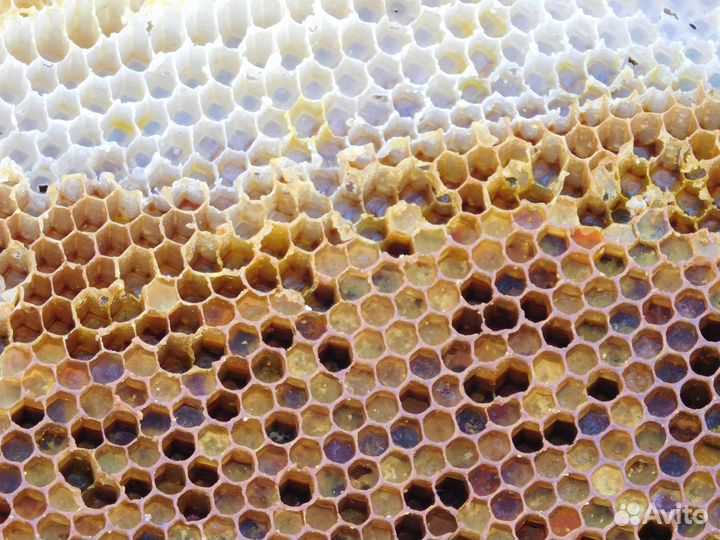 Перга пчелиная