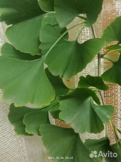 Гингобелоба лист лечебное растение