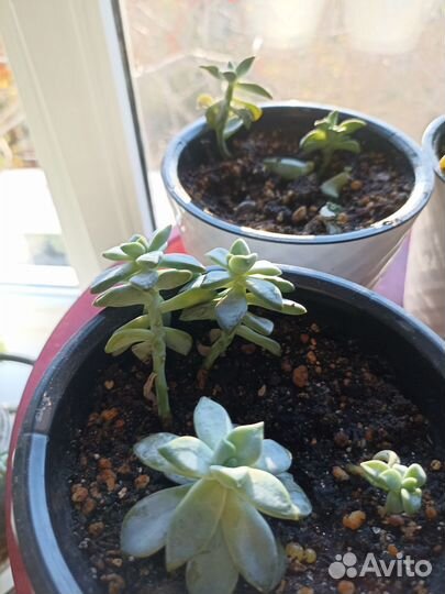 Кактусы и суккуленты