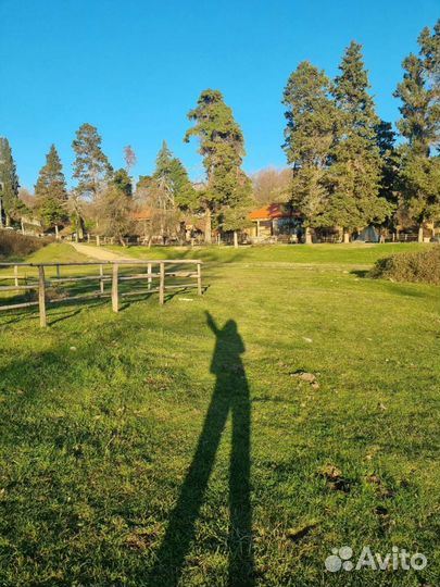 Организуем тур в Абхазию