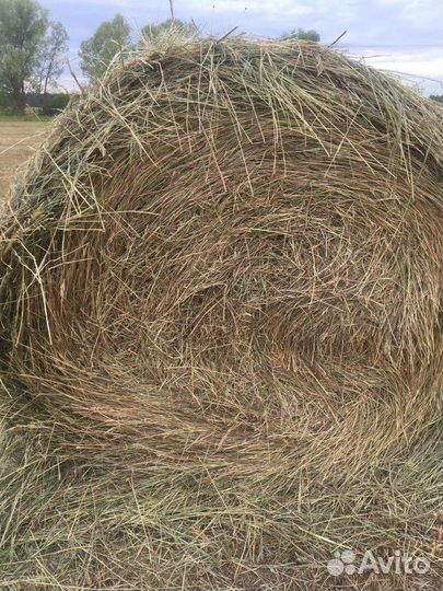 Сено в рулонах