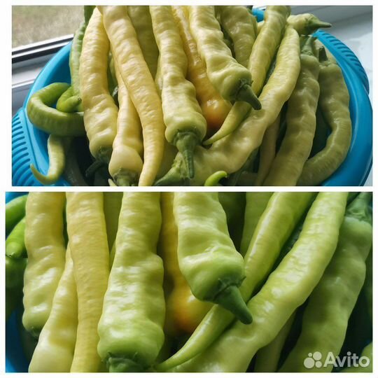 Семена перцев