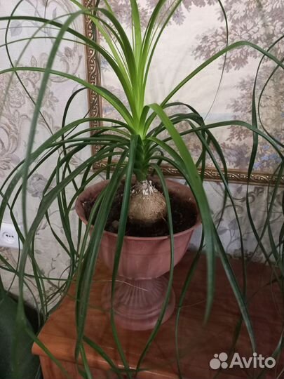 Комнатные растения. Ноллина