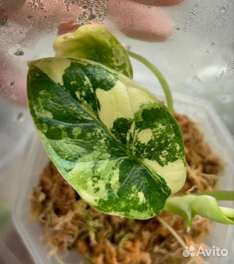 Алоказия Dragon ScaleAurea (Шкура дракона Ауреа)