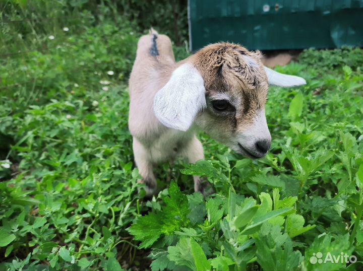 Козлята