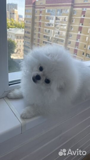 Померанский шпиц мишка мини девочка