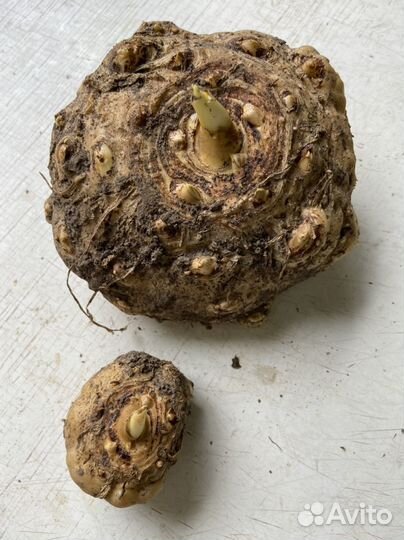 Садовые цветы и растения