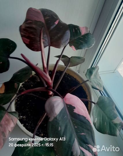 Филодендрон розовая принцесса
