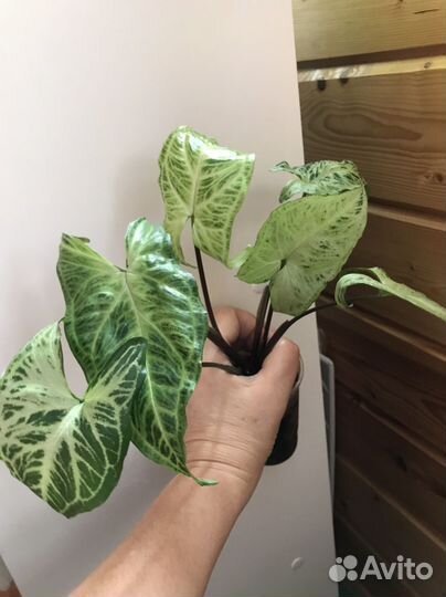 Сингониумы сортовые