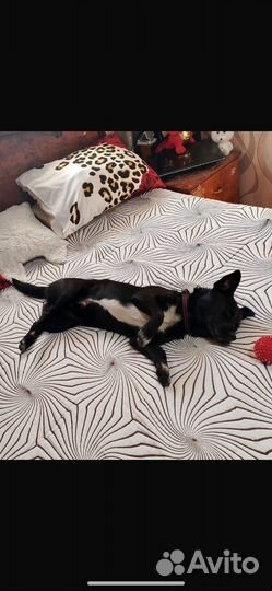 Собака в добрые руки отдам бесплатно