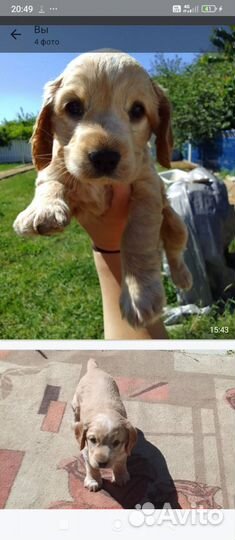 Щенок Спаниеля