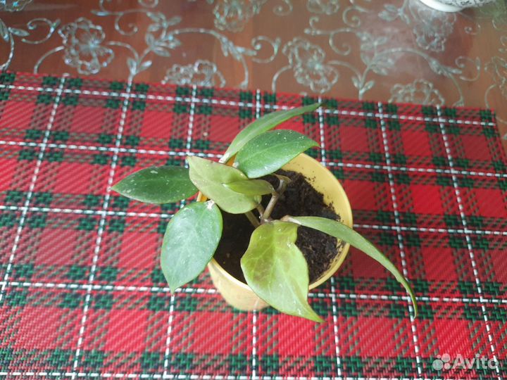 Хойя санрайз