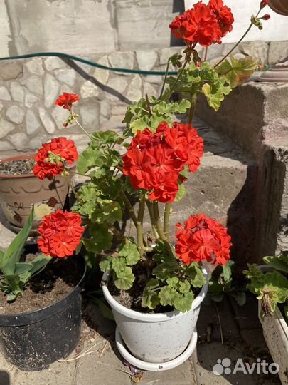 Пеларгония герань красная обыкновенная