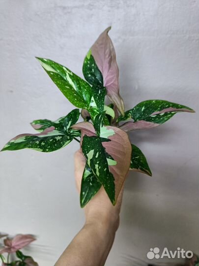 Сингониум Рэд Спот триколор