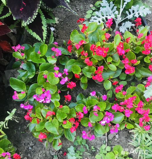 Бегония вечноцветущая