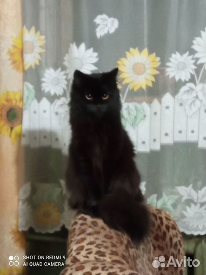 Вязка кошки мейн-кун