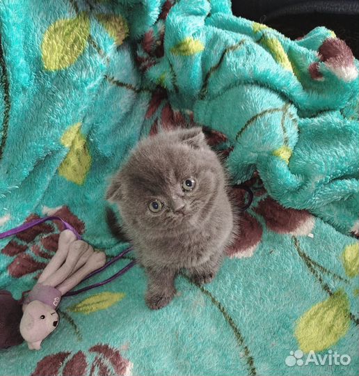 Шотландская Девочка (Фолд)