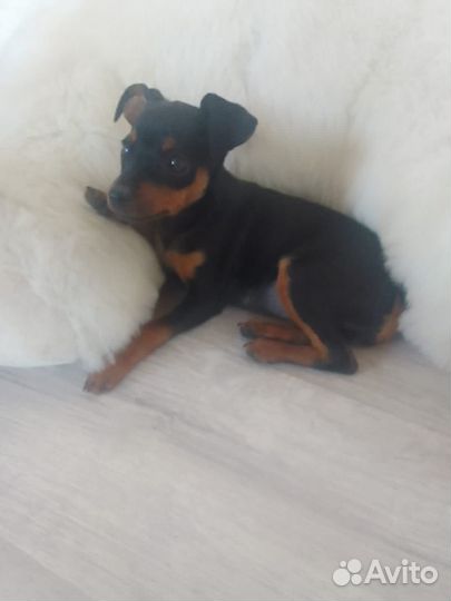 Щенки цвергпинчера