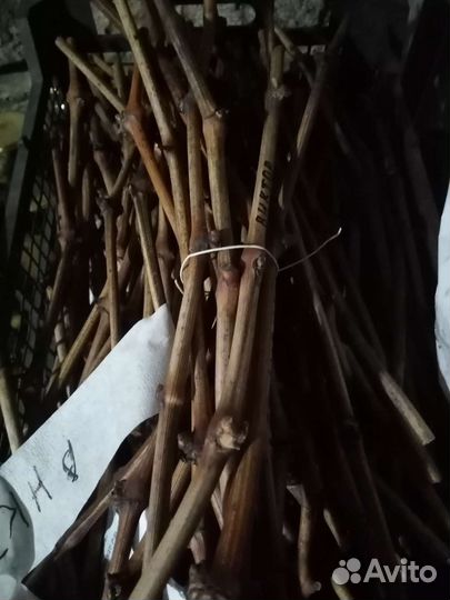 Черенки винограда