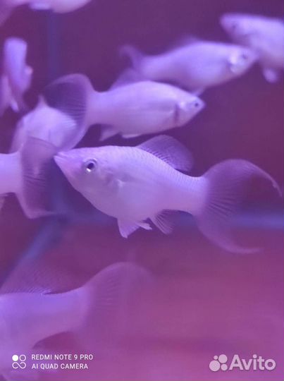 Белая моллинезия в ассортименте магазина