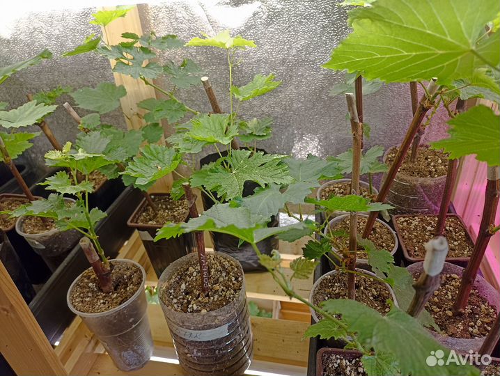 Саженцы винограда