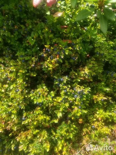 Ягодка черника в наличии и под заказ только свежая