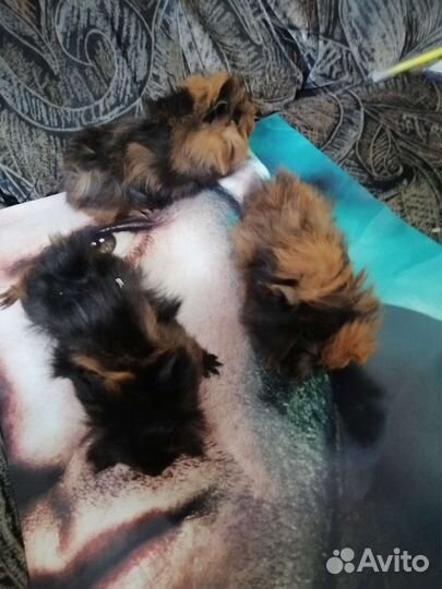 Морская свинка