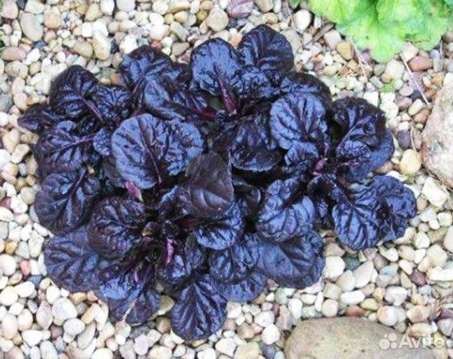 Живучка оптом, в розницу- почвопокровник