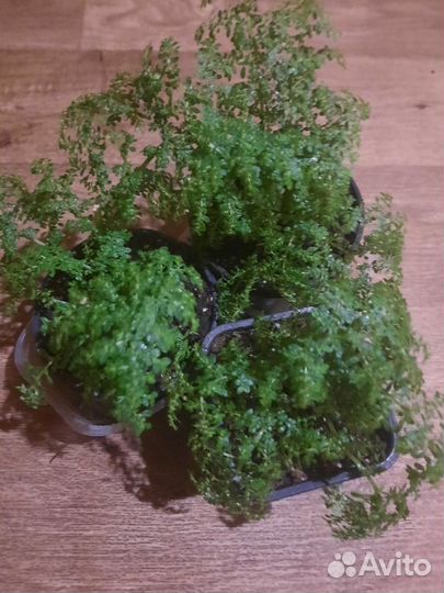 Пилея мелколистная